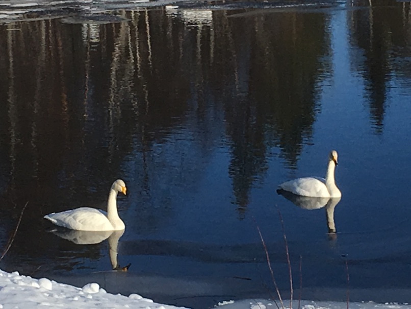 Bird watching - Swans in Lapland