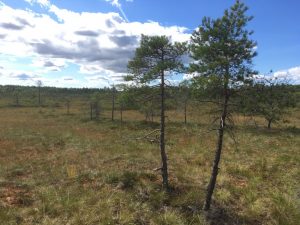 Torronsuo National Park in Tammela Finland