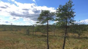 Torronsuo National Park in Tammela Finland