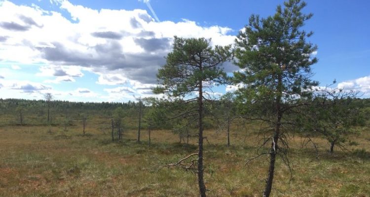 Torronsuo National Park in Tammela Finland