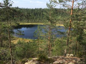 Metsäkoivula trail