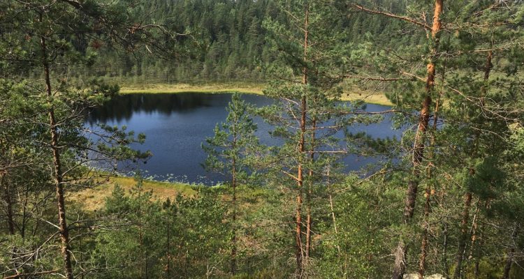 Metsäkoivula trail