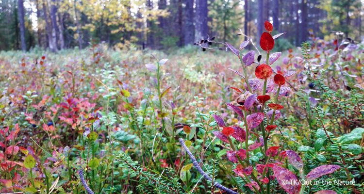 Shrubs in Lapland