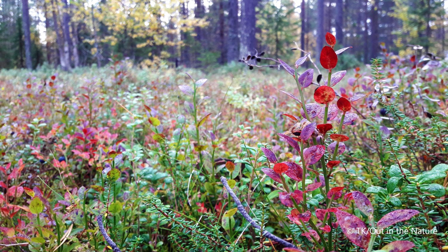 Shrubs in Lapland