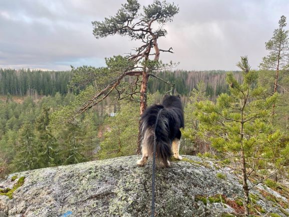 Views from Metsäkoivula trail