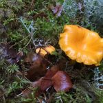 Chanterelles in Finland