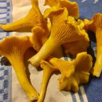 Chanterelles