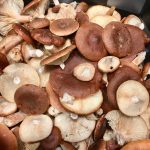 Rufous milkcap