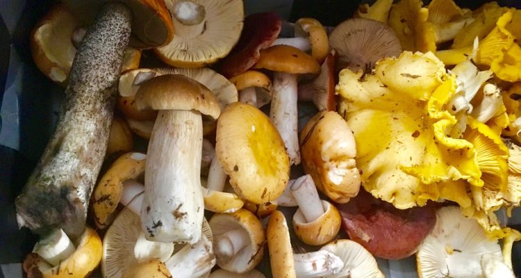 Mushroom basket