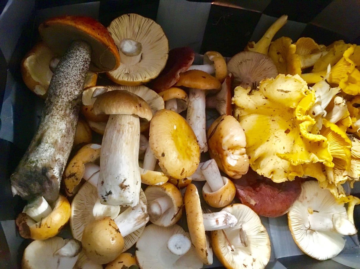 Mushroom basket