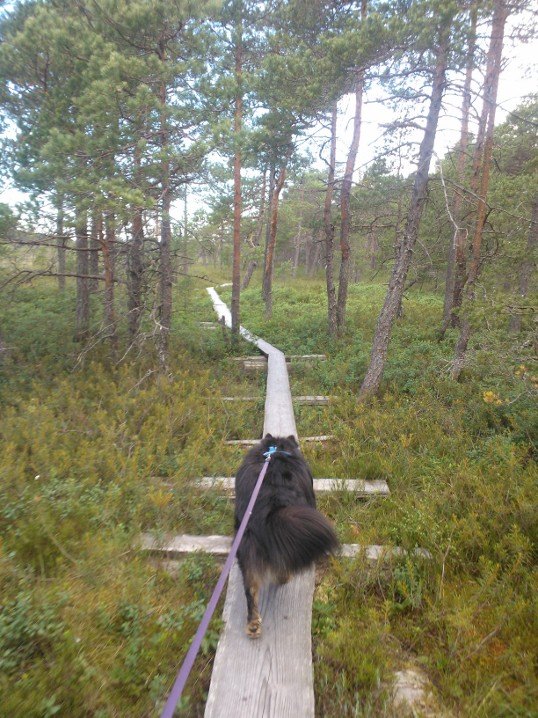 Keep your dog on the leash in national parks