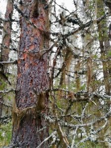 Clean forest at Tepasto nature trail