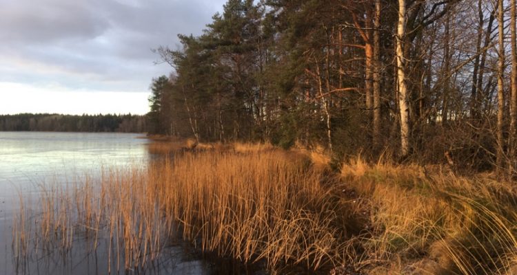 Kyynäränharju