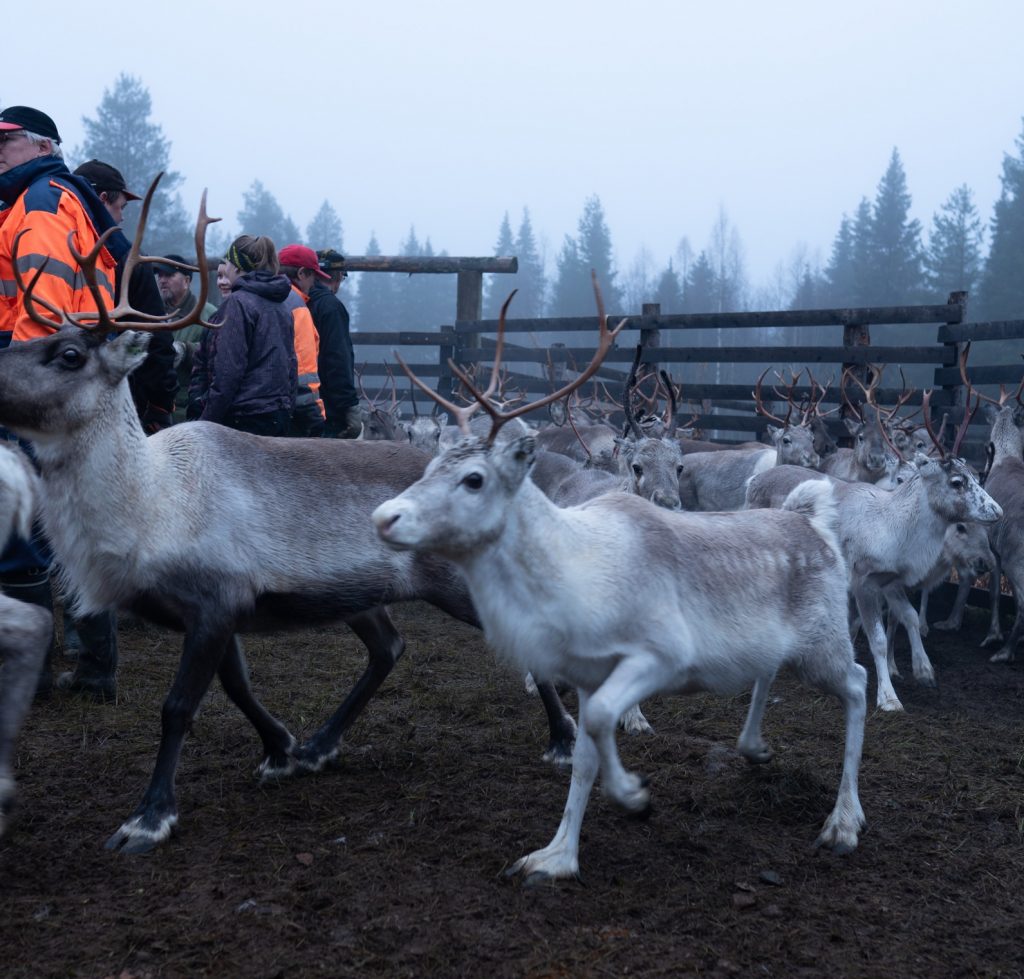 Reindeer gathering in Lapland