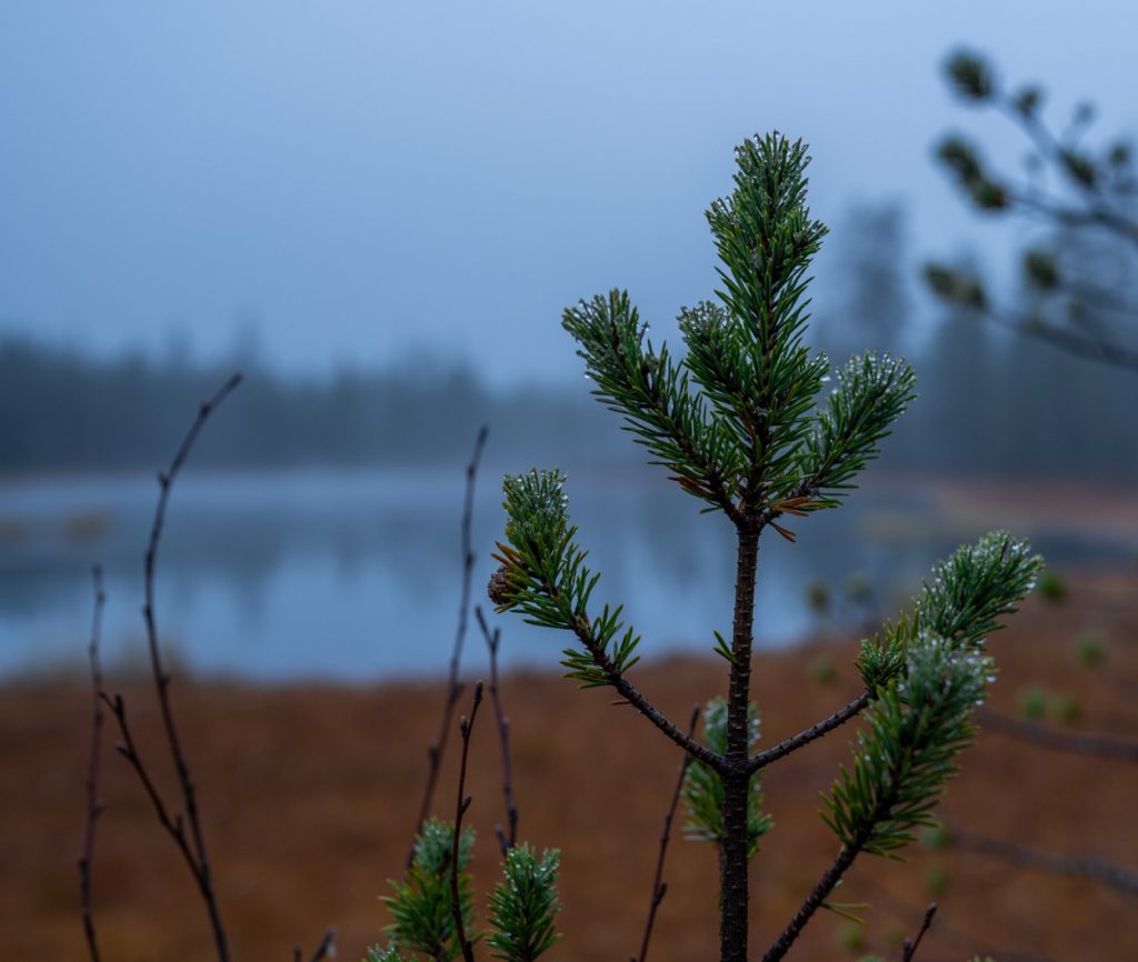 Reindeer gathering in Lapland - Pine tree