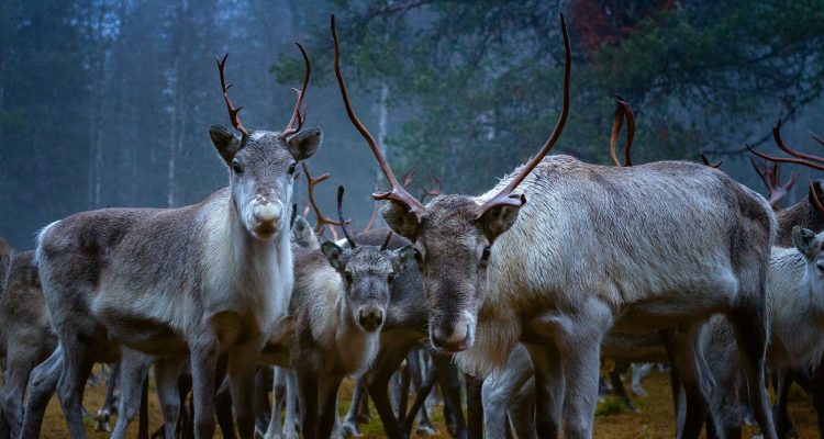 Reindeer herders gathering in Sodankylä