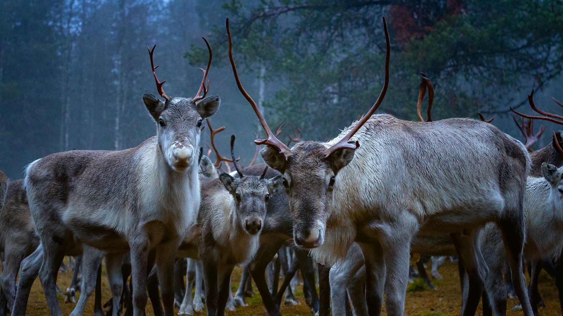 Reindeer herders gathering in Sodankylä