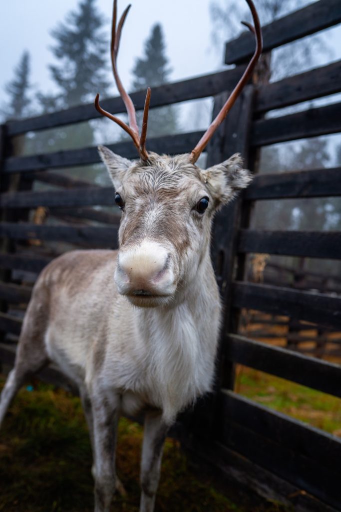 Reindeer gathering in Lapland