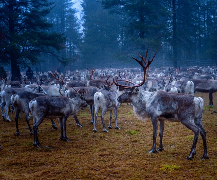 Reindeer gathering in Lapland