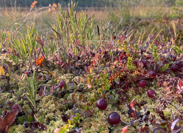 Bog of cranberries