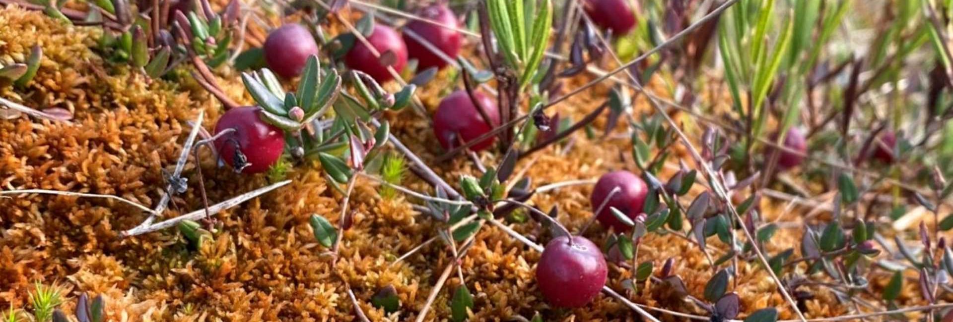 Cranberries in Finland