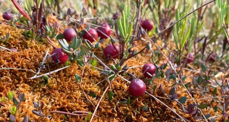 Cranberries in Finland