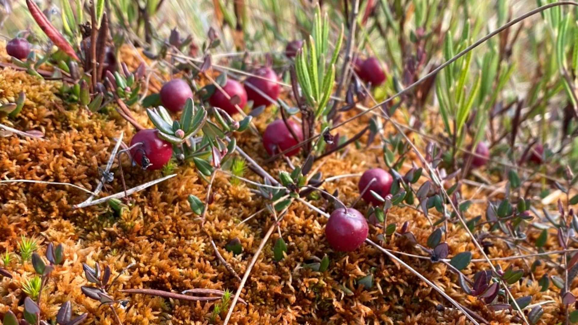 Cranberries in Finland