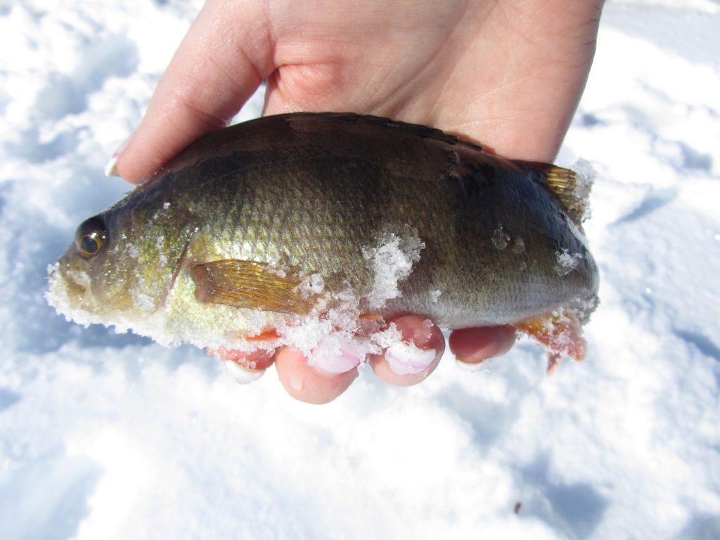 Ice fishing perch