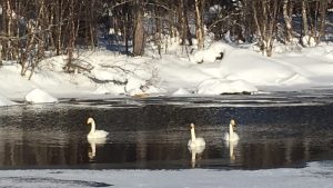 Swans in Kutuniva Muonio