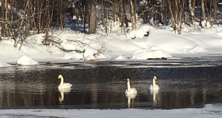 Swans in Kutuniva Muonio