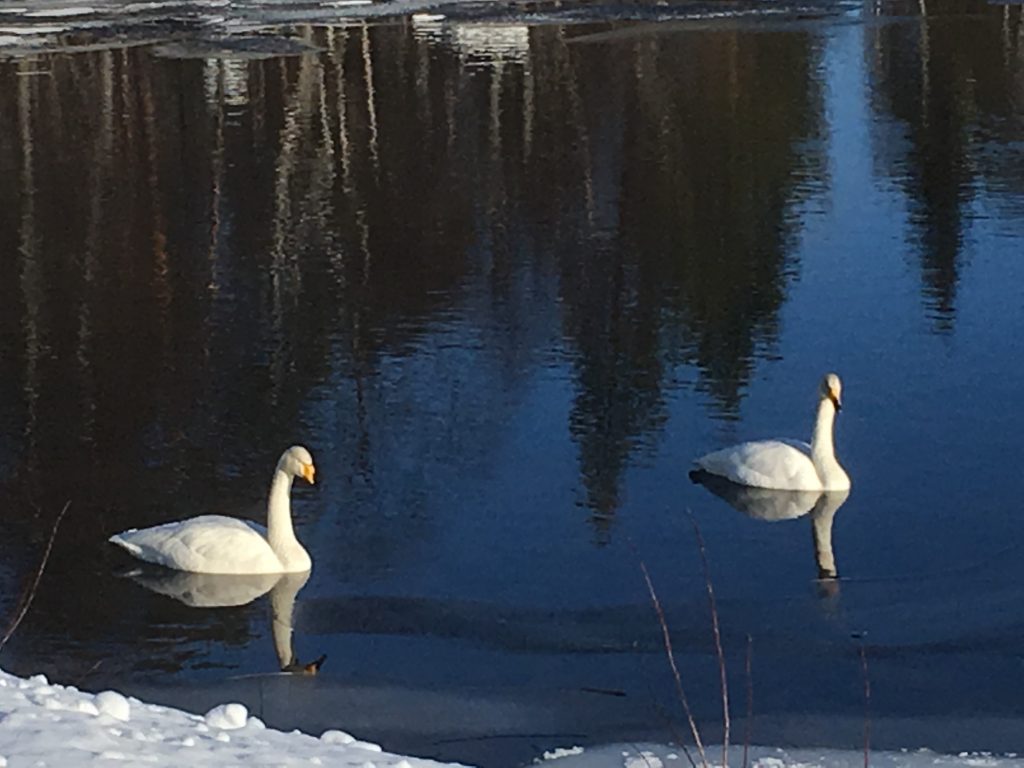 Swans in Kutuniva Muonio