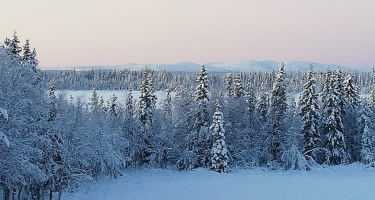 Pallas in winter