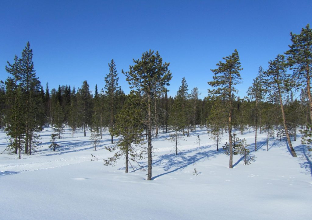 Winter forest in Finland