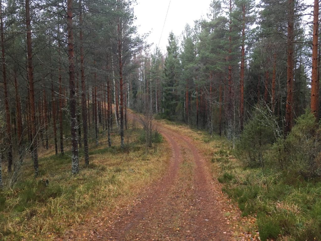 Keräkankare in summer