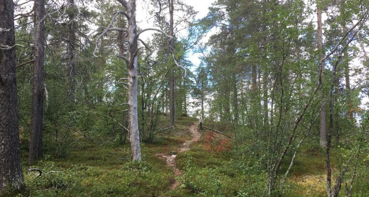 Jyppyrä nature trail in Hetta