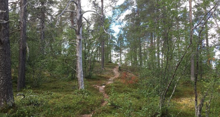 Jyppyrä nature trail in Hetta