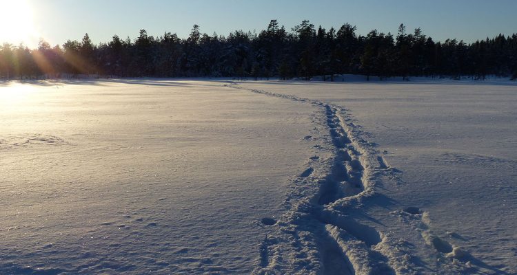 Snowshoeing tracks
