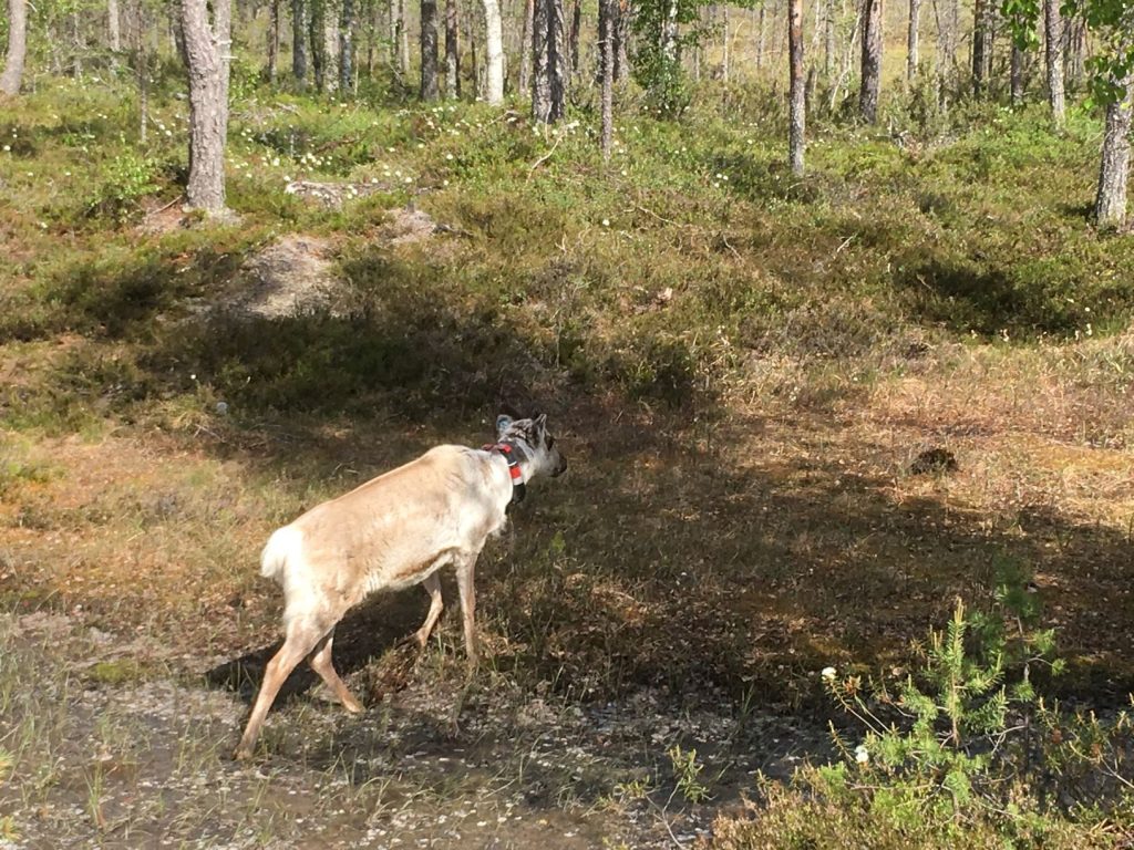 Reindeer at Rumavaara