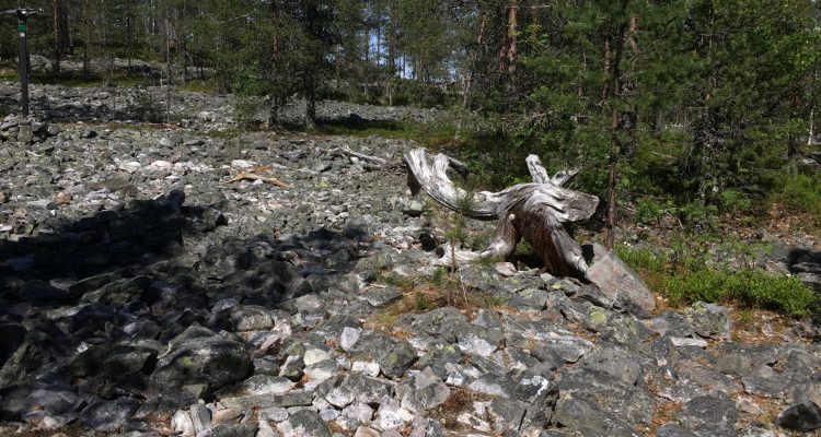 Rumavaara devils field in Pudasjärvi