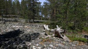 Rumavaara devils field in Pudasjärvi