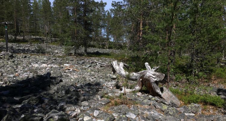 Rumavaara devils field in Pudasjärvi