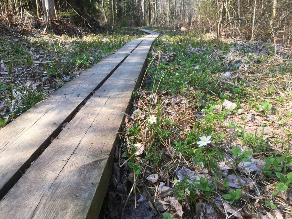 Duckboards at Vaisakko