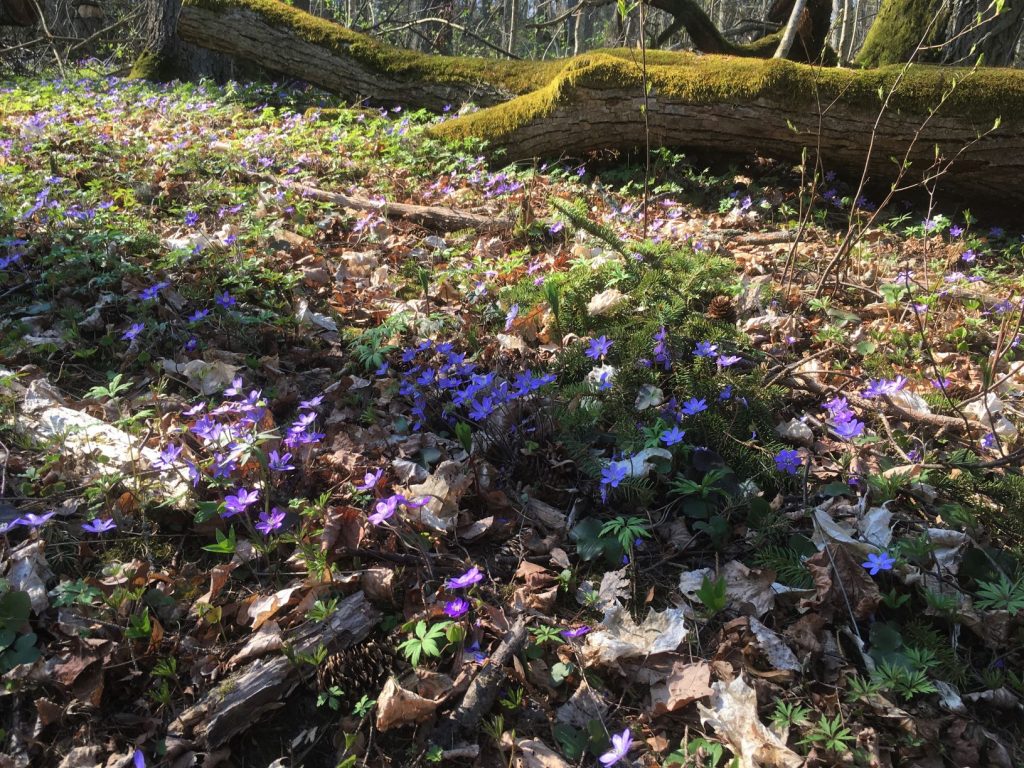 Flowers at Vaisakko