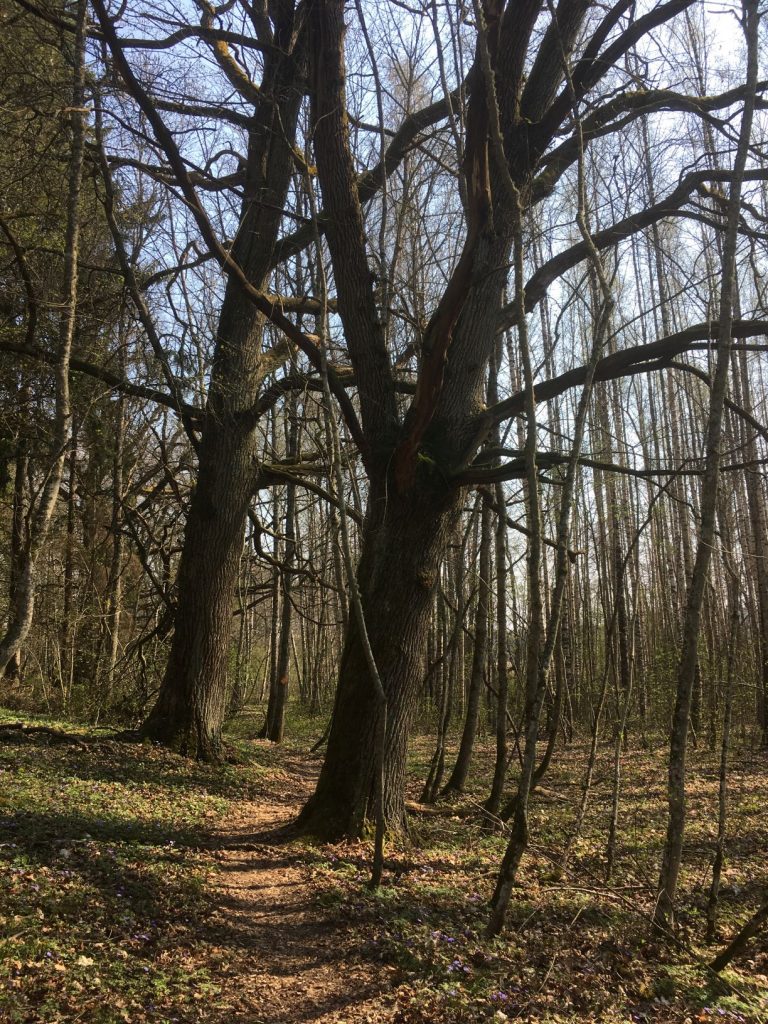 Vaisakko
