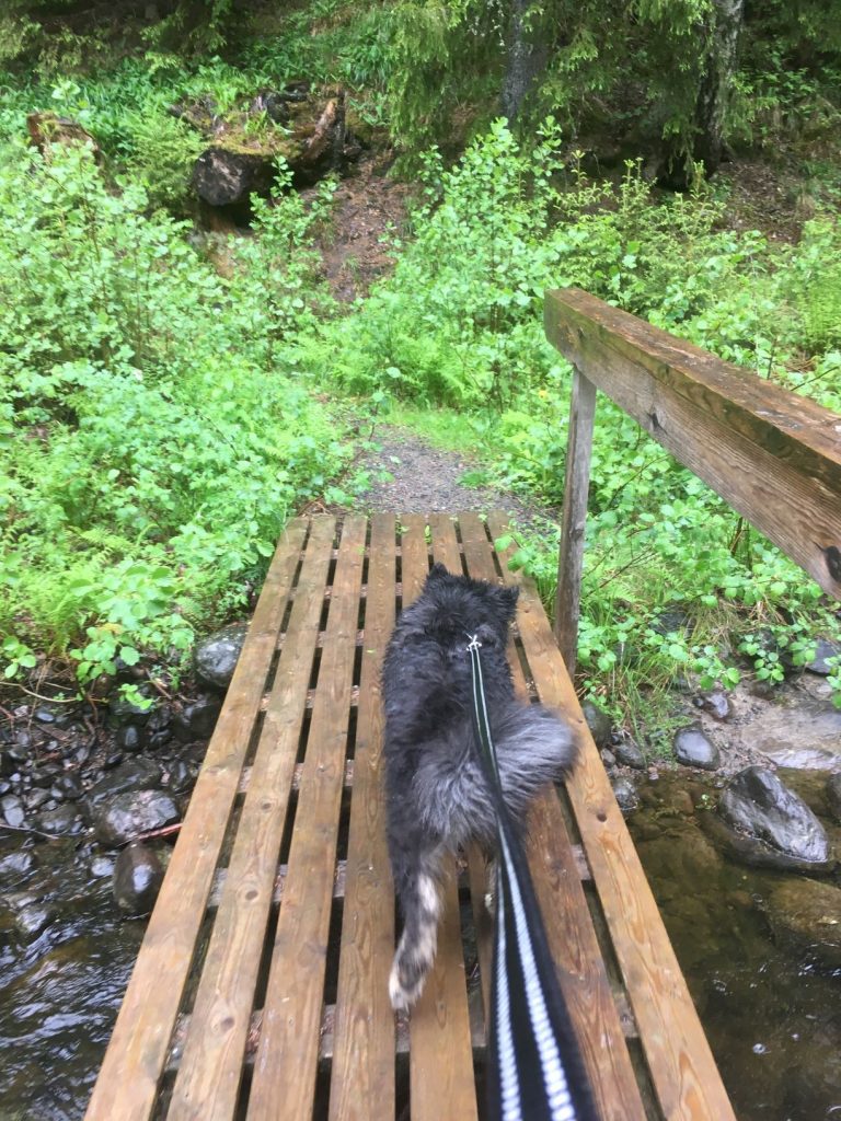 Nalle at Rissla dam