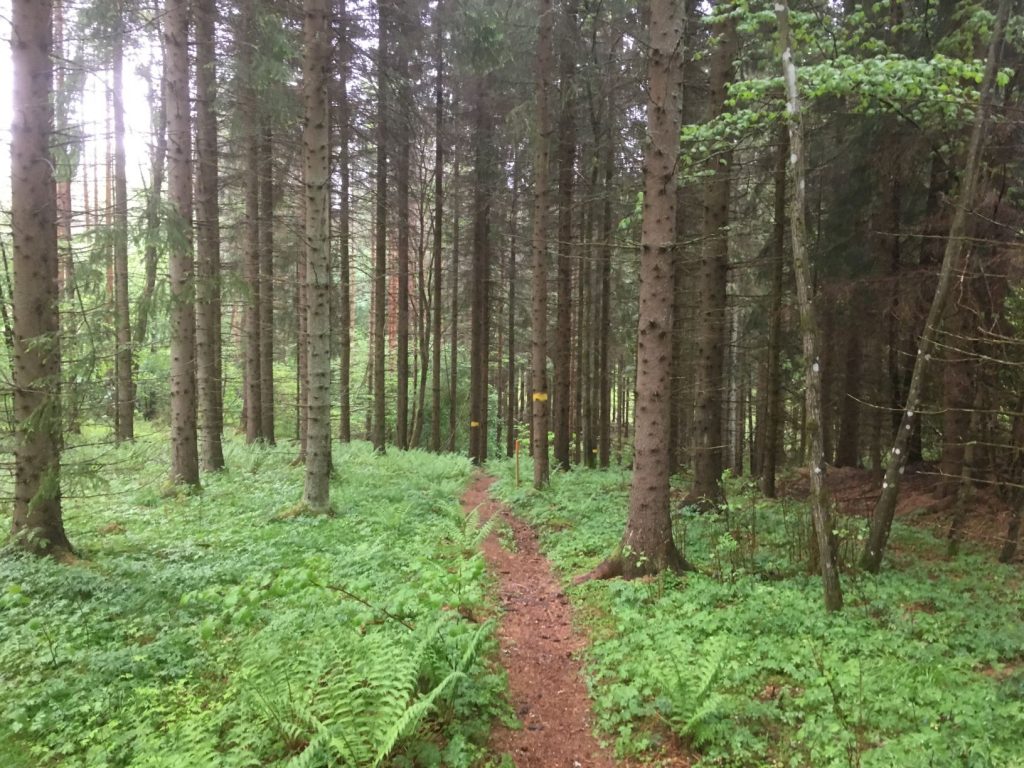 Rissla forest trail in Fiskars