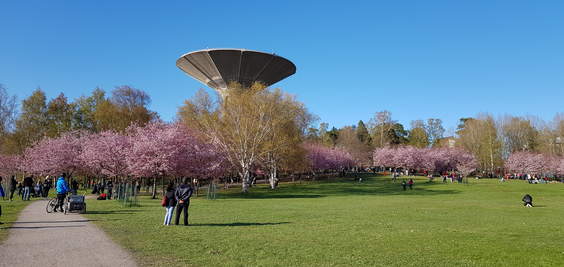 Roihuvuori cherry tree park hanami