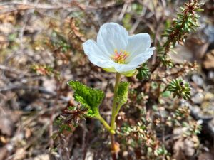 Cloudberry flower