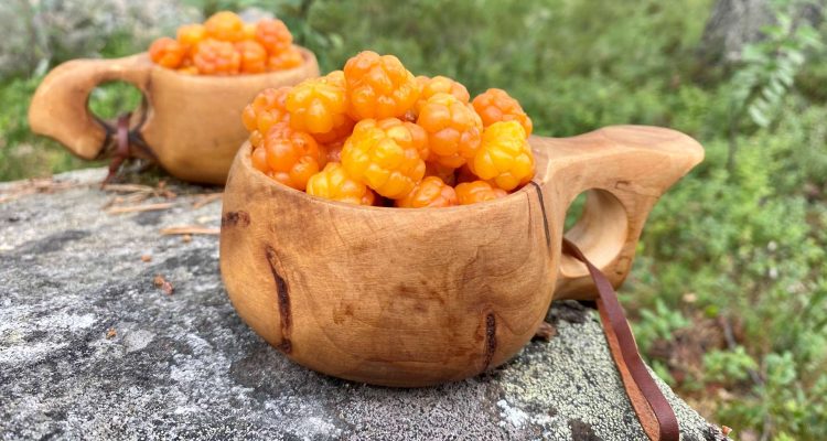 Cloudberries in Lapland