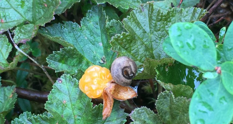 Cloudberry and snail